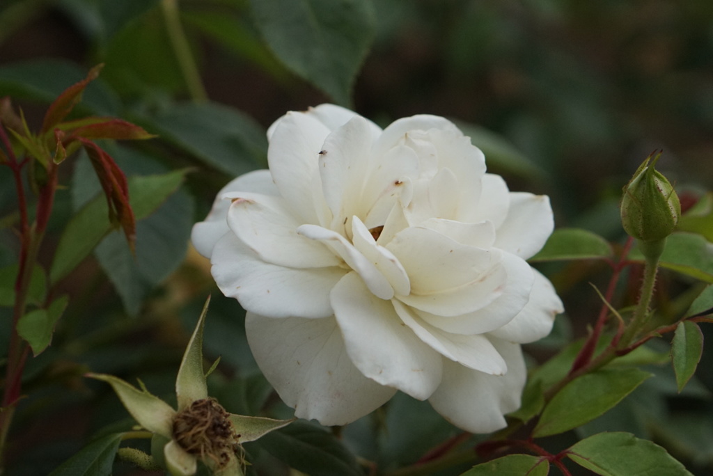 薔薇園