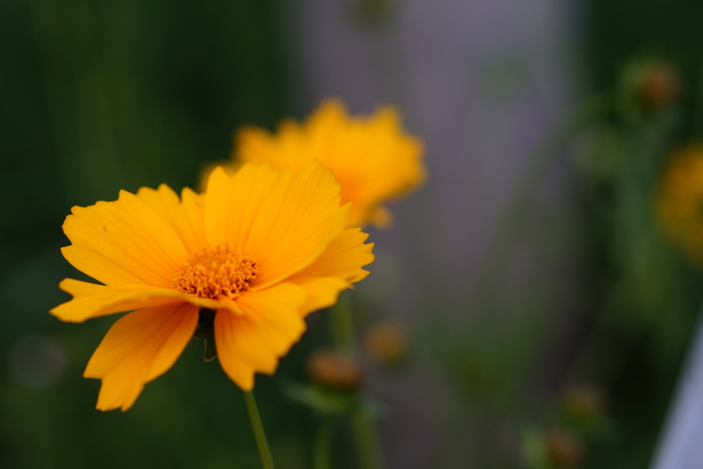 道端の花