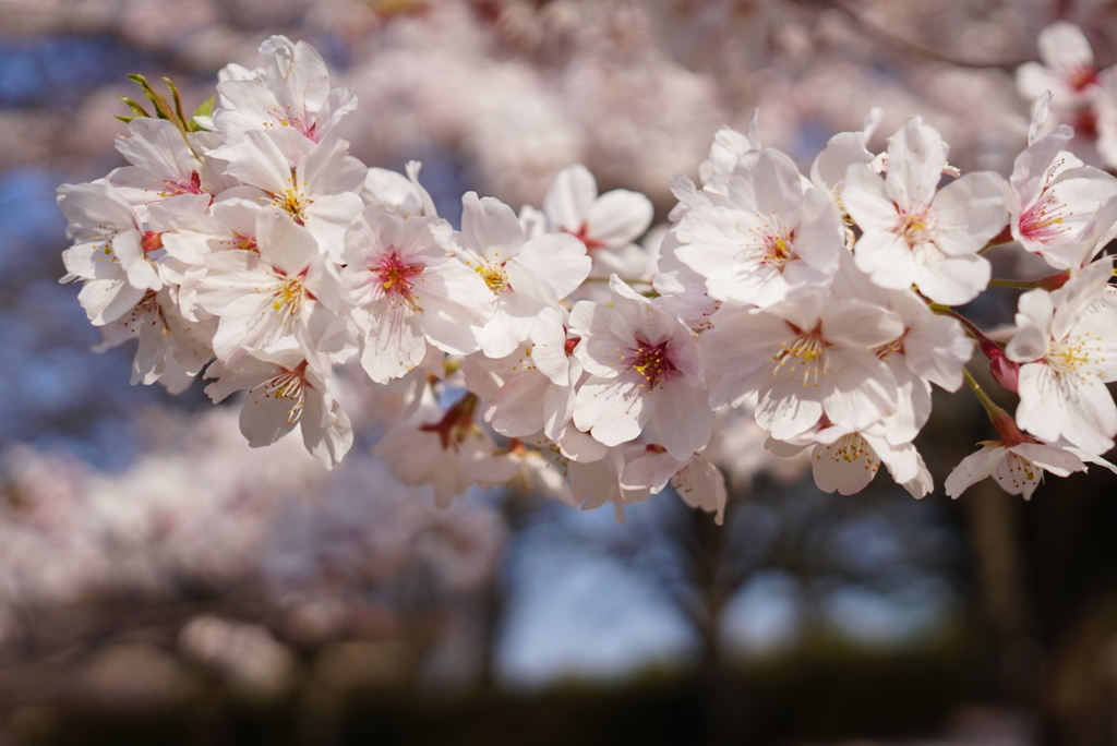 桜