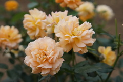 薔薇園