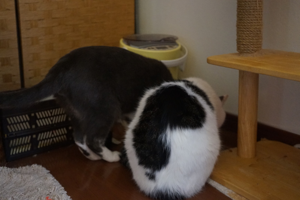 なかよくおしょくじ