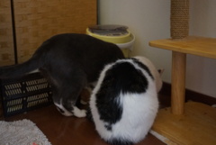 なかよくおしょくじ
