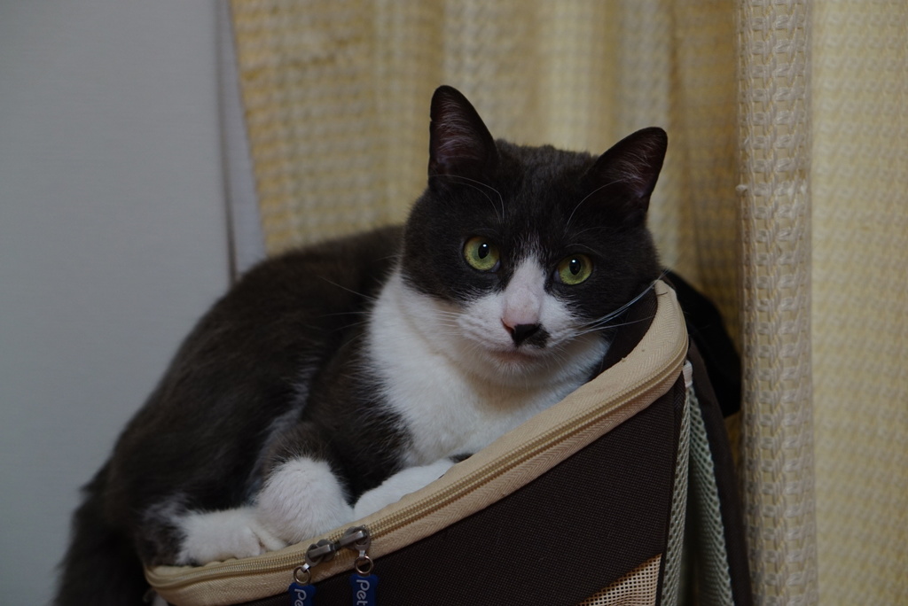 さいきんの　おきにいり　すぽっと