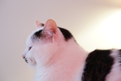 よこがお