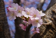 遅咲きの桜2