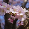 遅咲きの桜2
