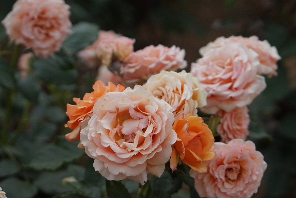 薔薇園