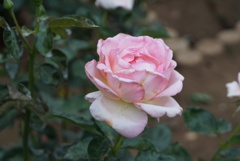 薔薇園