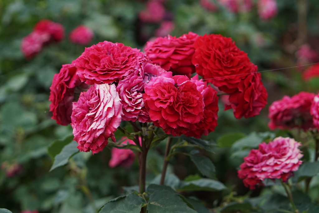 薔薇園