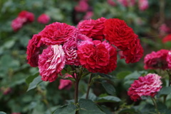 薔薇園