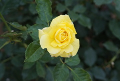薔薇園
