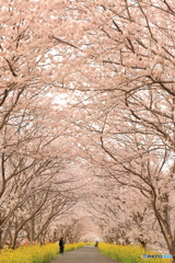 桜街道