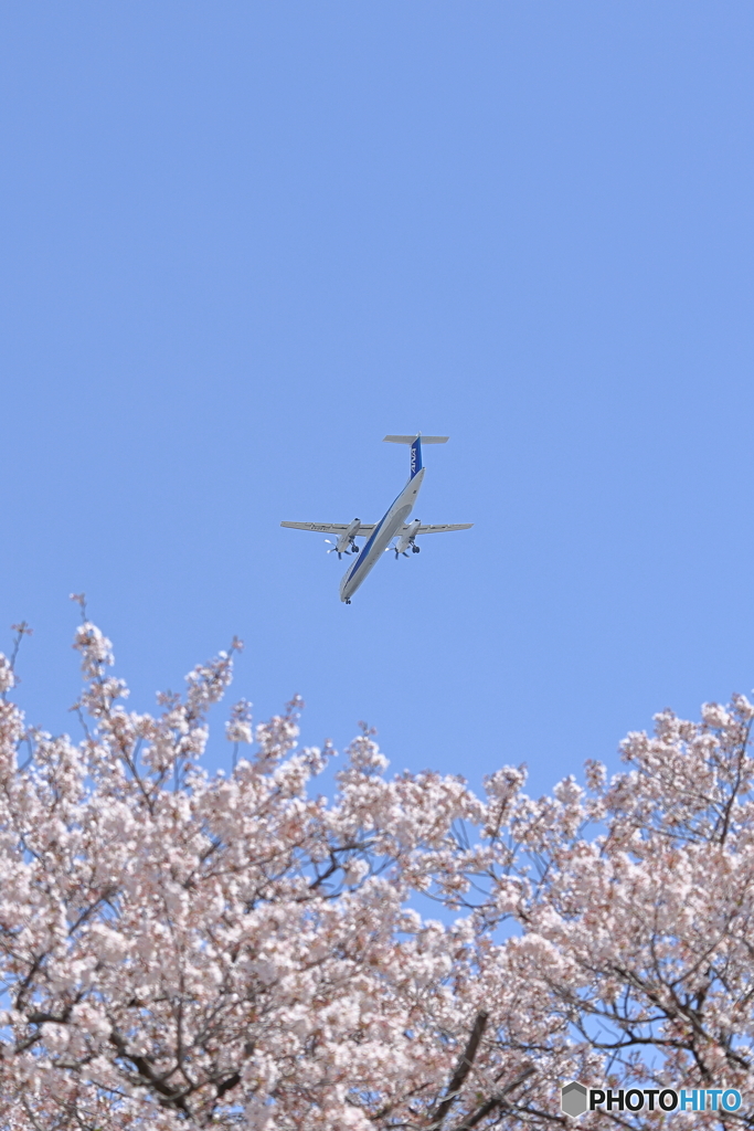 満開公園