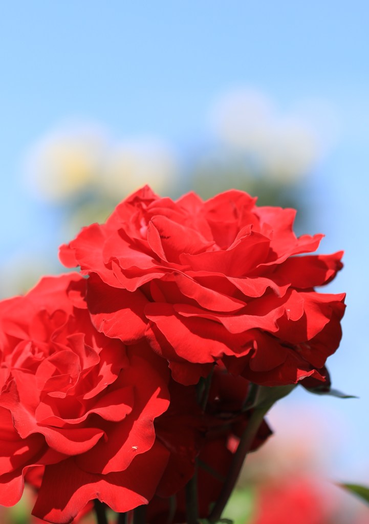 真赤な薔薇