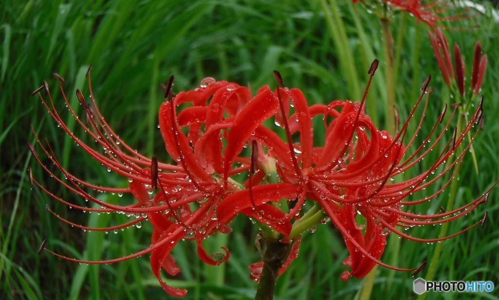 魚眼花