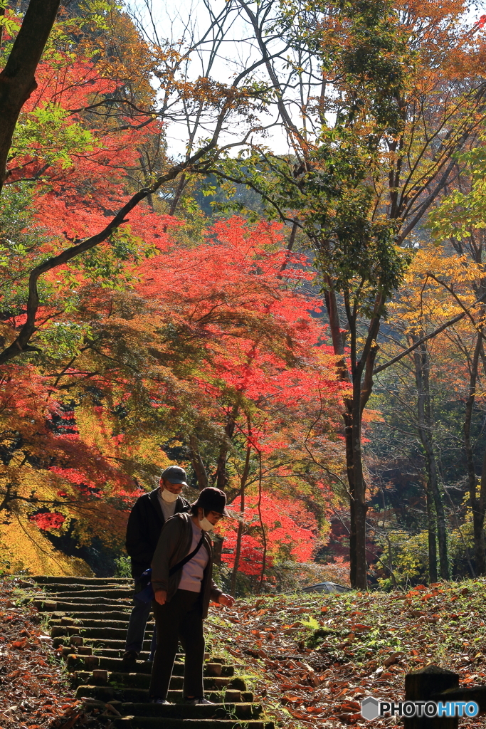 紅葉見物
