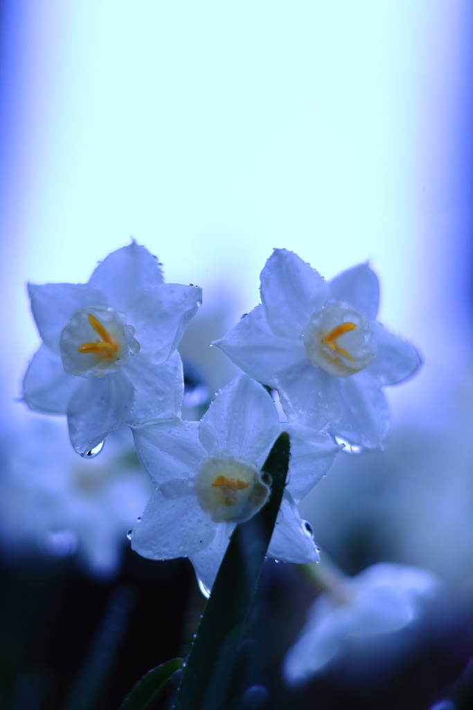 雨あがり