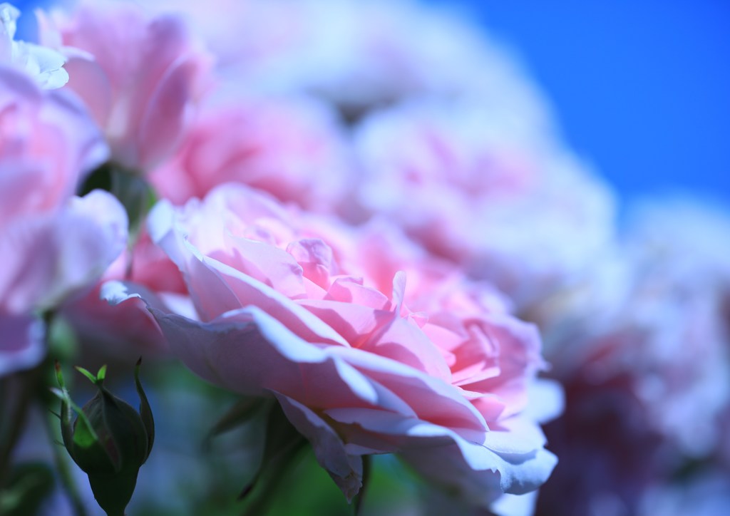 華やかに