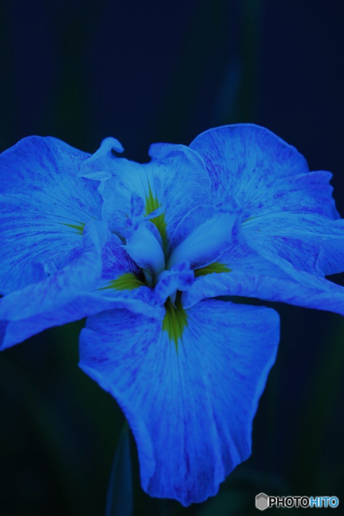 菖蒲（異色のブルー）