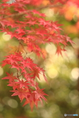 木漏れ日の紅葉