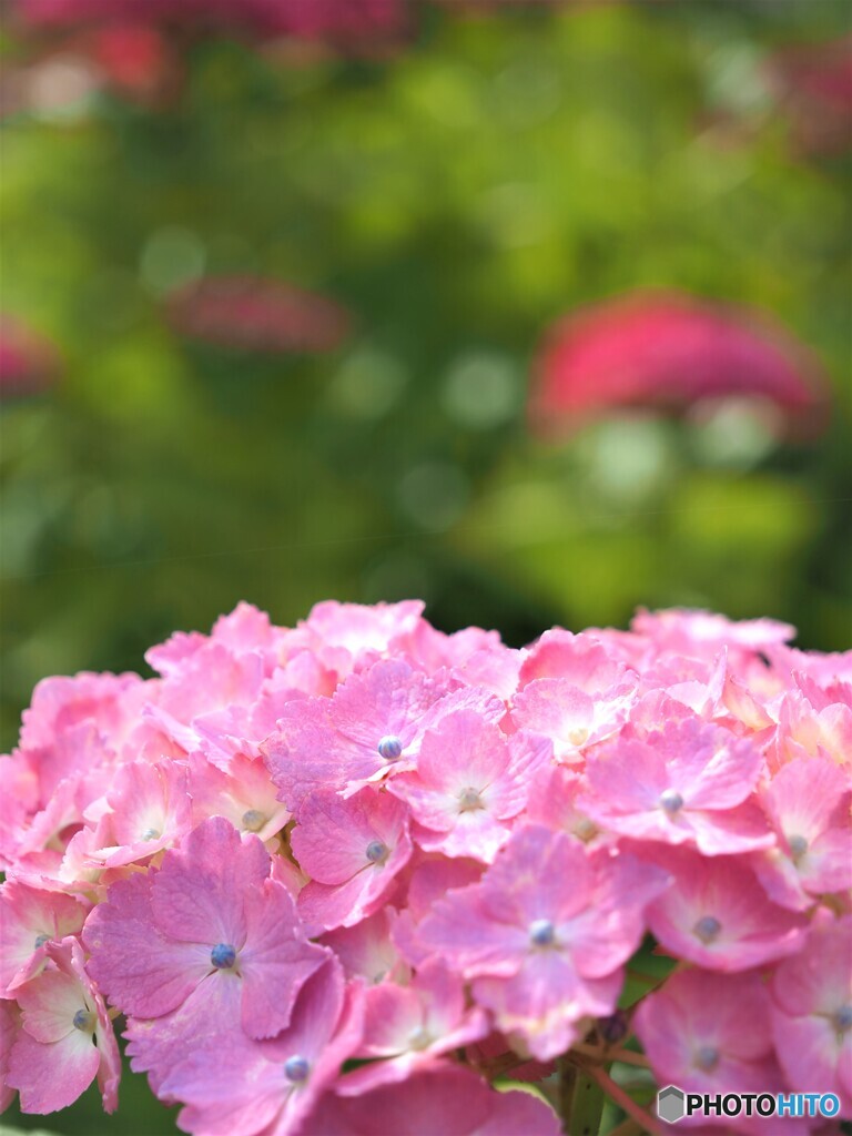 紫陽花