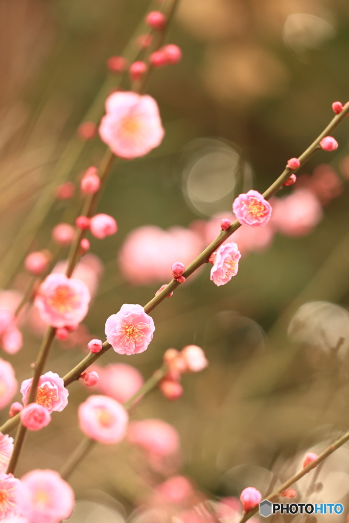 季節の便り