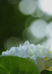 白い紫陽花
