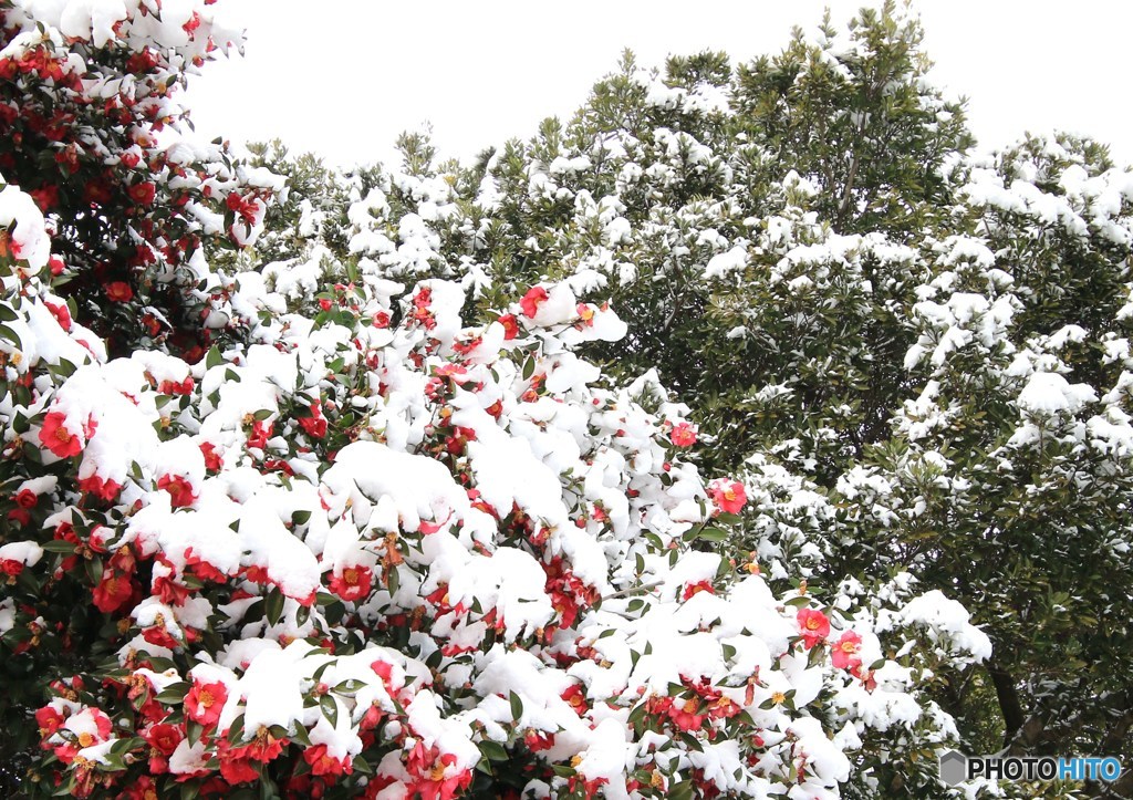 雪積の華