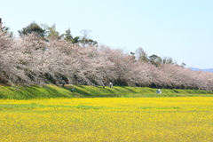 桜並木と菜の花