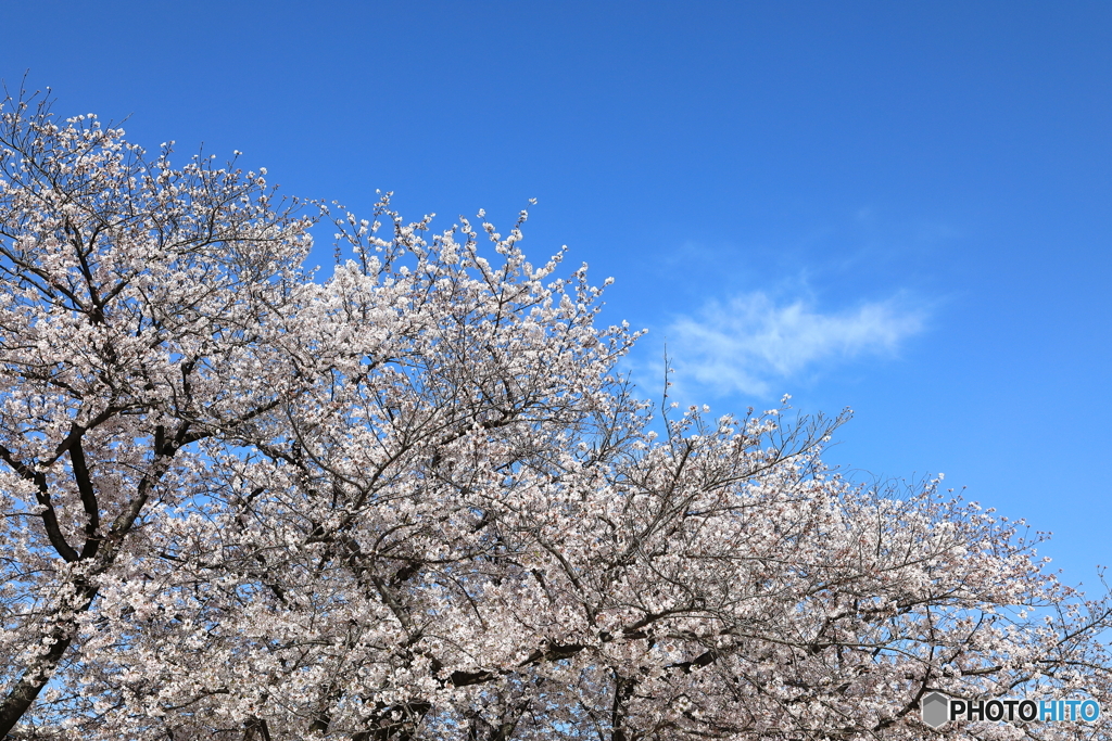 桜並木