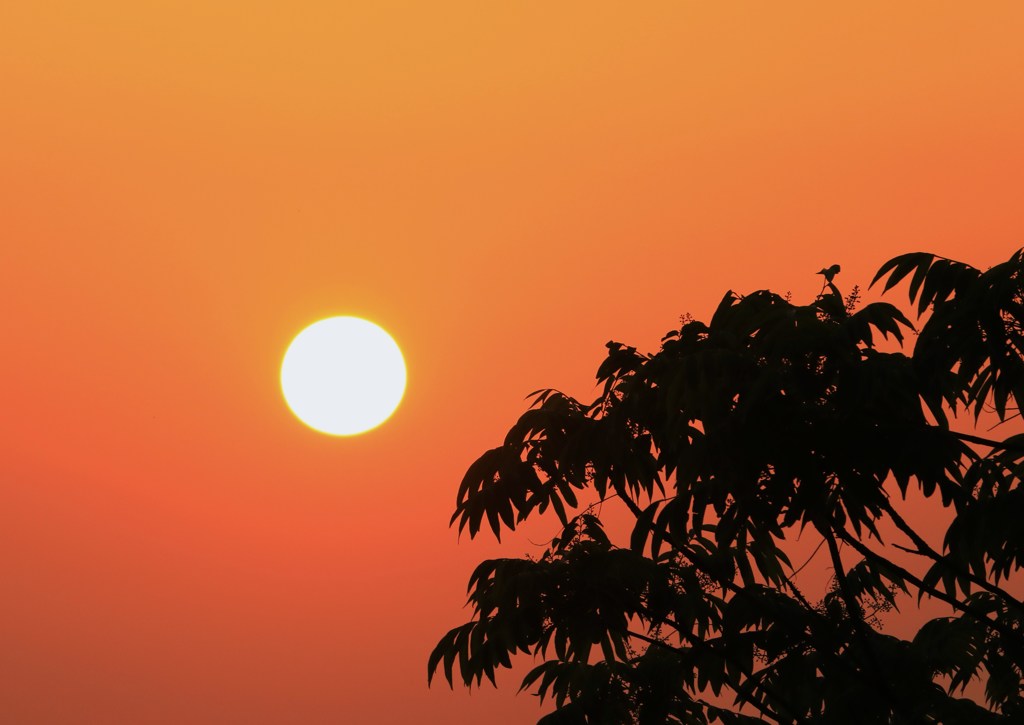 夕陽に