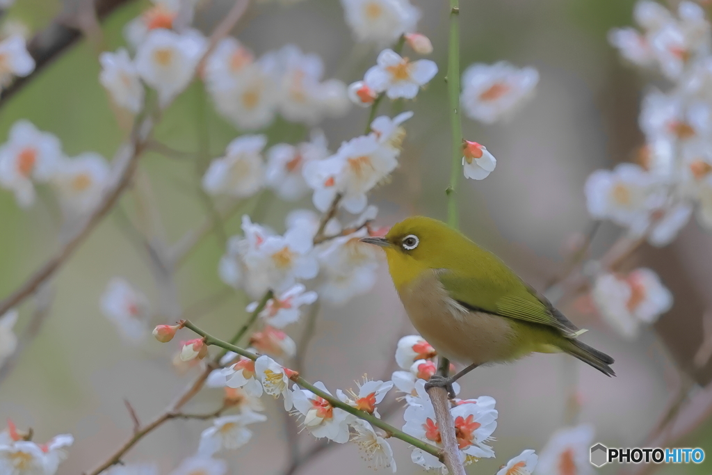 春が来て