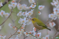 春が来て