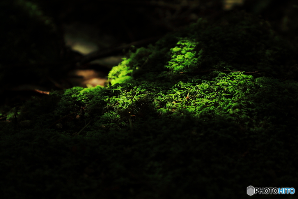 苔の森