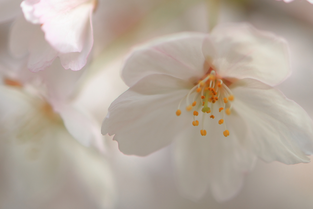 桜の幻影