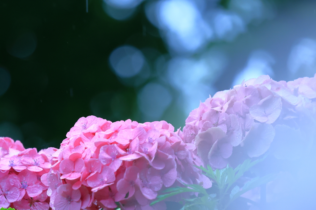 雨中の紫陽花