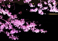 ライティング桜