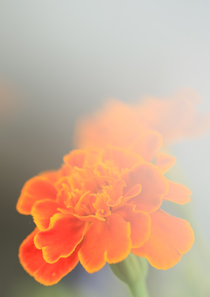 幻想の華