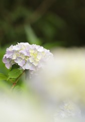 もう梅雨