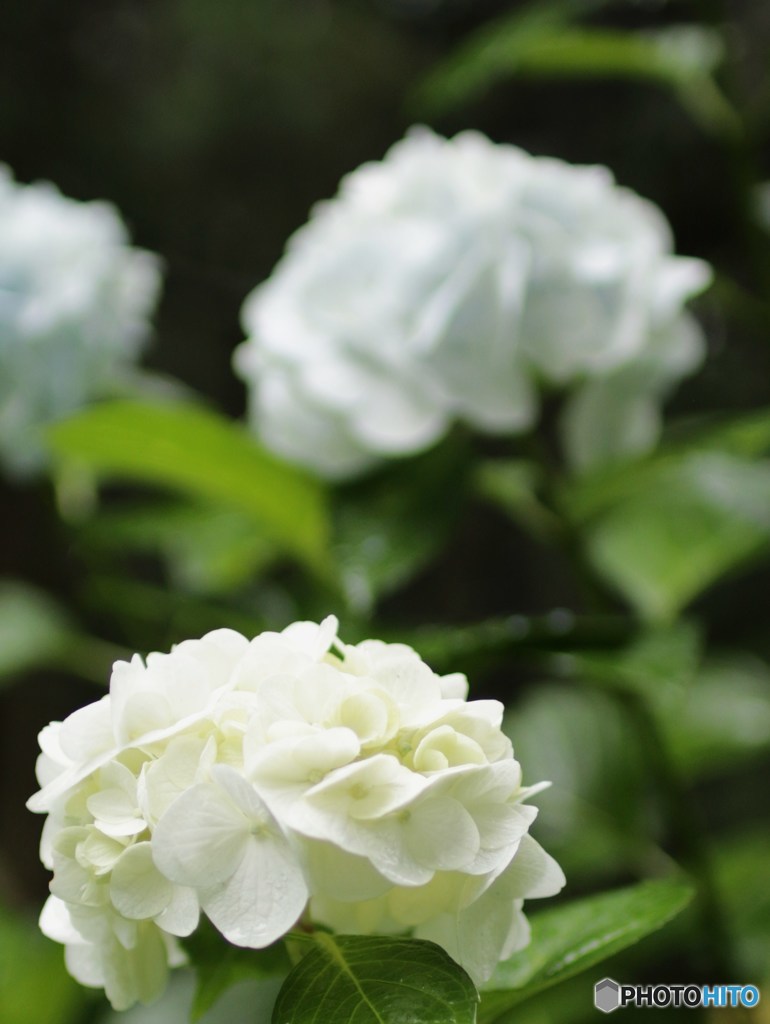 雨の紫陽花