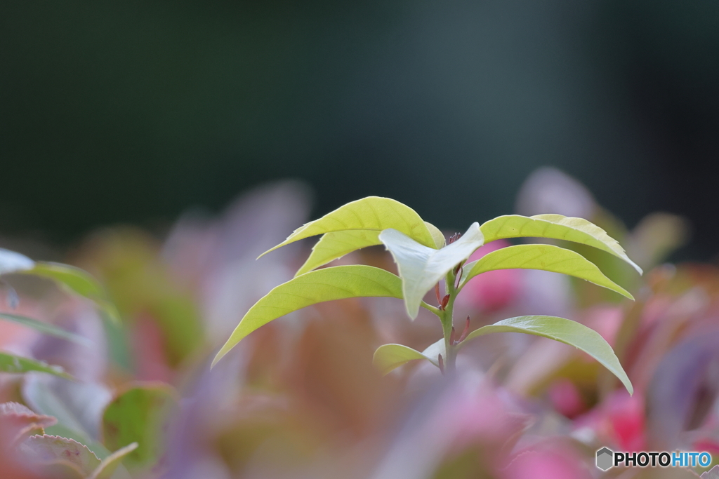 春の芽