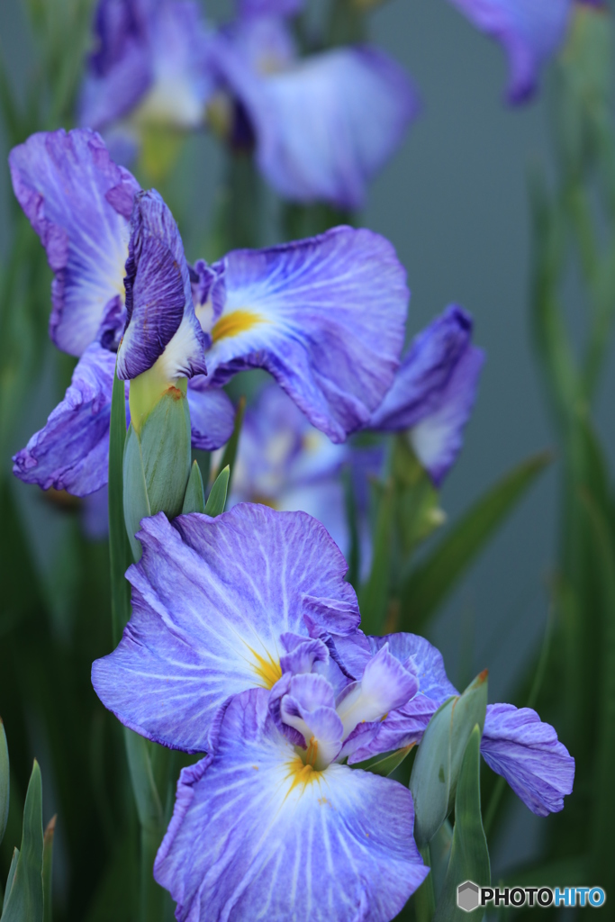 菖蒲（ブルー）