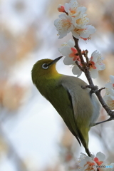 春が来た