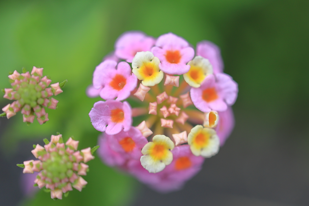 野花
