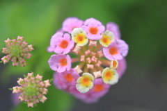 野花