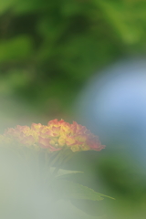 梅雨を呼び