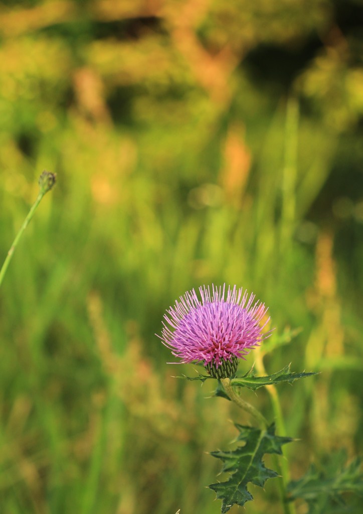 野山の花