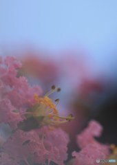 夢かも