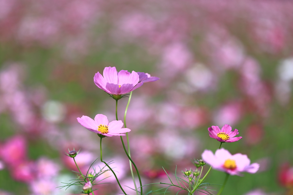 秋を香る華