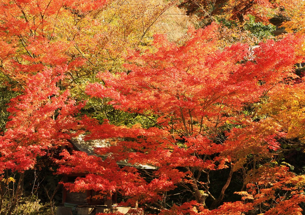 ひと時の紅葉